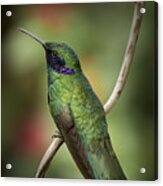 Iridescent Hummingbird With Purple Acrylic Print