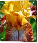 Iris 1 Acrylic Print