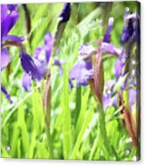 Iris #41 Acrylic Print