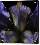 Iris Aglow Acrylic Print