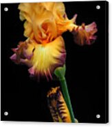 Iris Beauty Acrylic Print