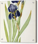 Iris Germanica Acrylic Print