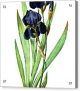 Iris Germanica Acrylic Print