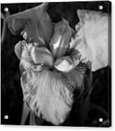 Iris In Black And White Acrylic Print