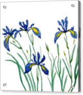 Iris In Japanese Style Acrylic Print