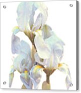 Iris On White Acrylic Print