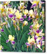 Iris Purple And Yellow Acrylic Print