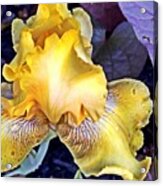 Iris Supreme Acrylic Print