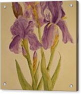 Iris Acrylic Print