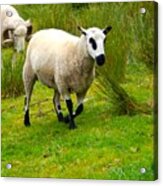 Irish Sheep Acrylic Print