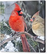 Is She Talking To Us? Acrylic Print