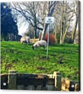 Is This Discrimination? Sheep 🐑 Are Acrylic Print