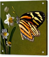 Isabella Tiger Butterfly Acrylic Print