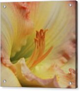 Island Forest Day Lily Macro Acrylic Print