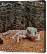 Israeli Sand Gecko - 1 Acrylic Print