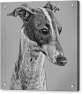 Italian Grayhound 2 Acrylic Print