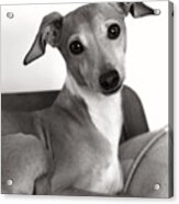 Italian Greyhound Portrait In Black And White Acrylic Print
