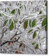 It's Cold Outside Acrylic Print
