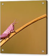 It's Not Easy Being Pink Acrylic Print