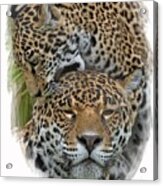Jaguar Affection Acrylic Print