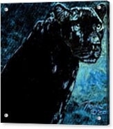 Jaguar At Night Acrylic Print