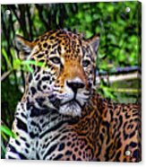 Jaguar At Peace Acrylic Print