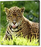 Jaguar Acrylic Print