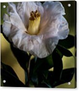 Japanese Camellia Acrylic Print