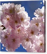 Japanese Flowering Cherry Prunus Serrulata Acrylic Print