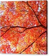 Japanese Maple Bursting With Color In Autumn Acrylic Print