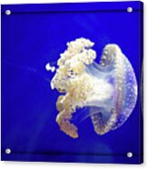 Jellyfish Cnidarian Quallen Acrylic Print