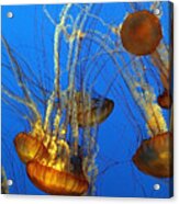 Jellyfish Family Acrylic Print