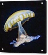 Jellyfish No. 1 Acrylic Print