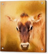 Jersey Cow Farm Art Acrylic Print