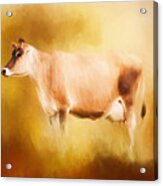 Jersey Cow In Field Acrylic Print