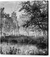 Jersey Pine Lands In Black - White Acrylic Print