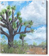 Joshua Tree Acrylic Print