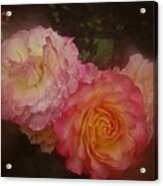 July 2016 Roses No. 1 Acrylic Print
