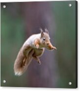 Jumping Red Squirrel Acrylic Print