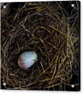 Junco Bird Nest And Egg Square Version Acrylic Print