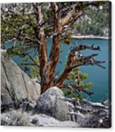 June Lake Juniper Acrylic Print