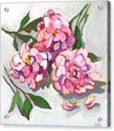 June Peonies Acrylic Print