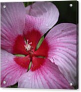 Junes Hibiscus 2 Acrylic Print
