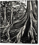 Jurassic Trees Acrylic Print