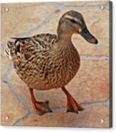 Just Ducky Acrylic Print