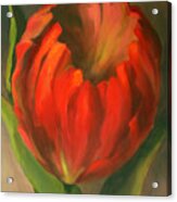 Just One Red Tulip Acrylic Print