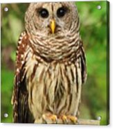 Juvenile Barred Owl Acrylic Print
