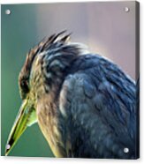 Juvenile Black Crowned Night Heron Lost In Deep Thoughts Acrylic Print