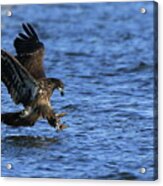 Juvenile Eagle Fishing Acrylic Print
