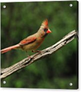 Juvenile Female Cardinal Acrylic Print